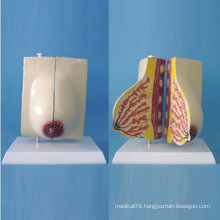 Pregnant Breast Anatomic Model for Medical Teaching (R150107)